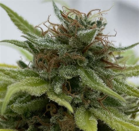 NL5 x Haze (Mr Nice Seedbank) :: Cannabis Strain Info.